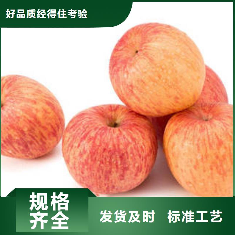 红富士苹果苹果种植基地品质做服务