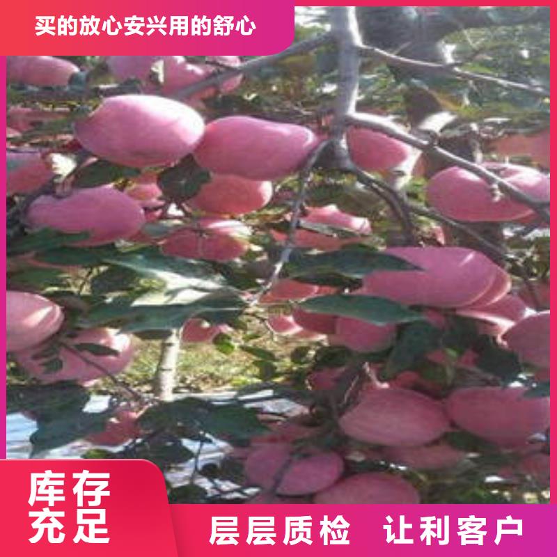 红富士苹果苹果可零售可批发