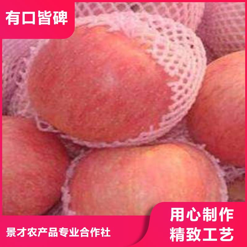红富士苹果苹果种植基地品质做服务