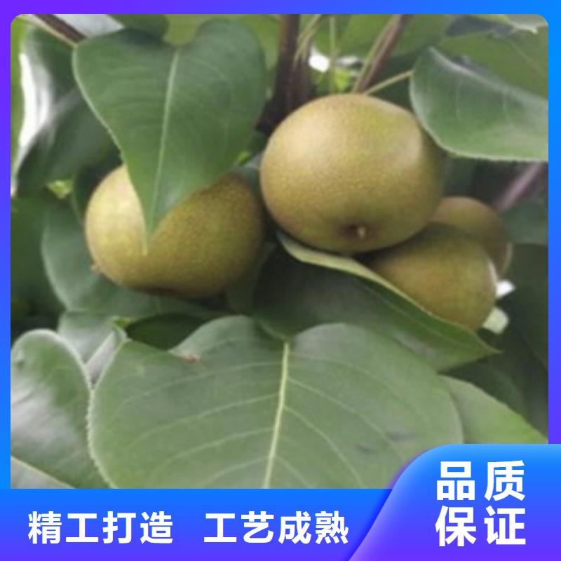 1米种植基地