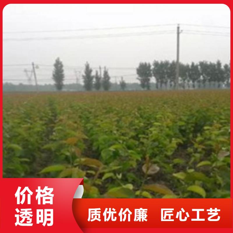 丰水梨树苗批发基地