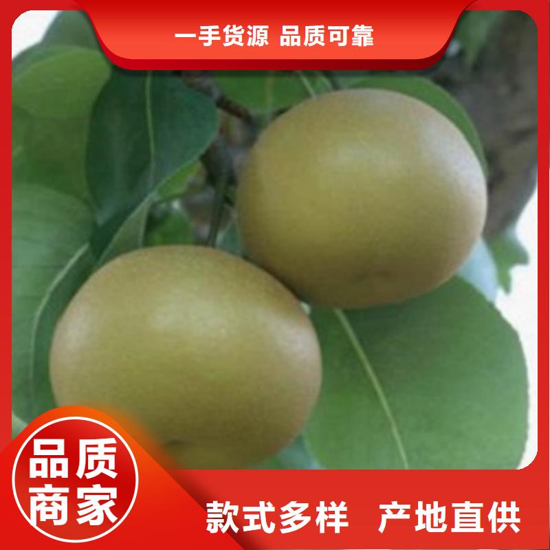 梨树苗桃树苗本地厂家值得信赖