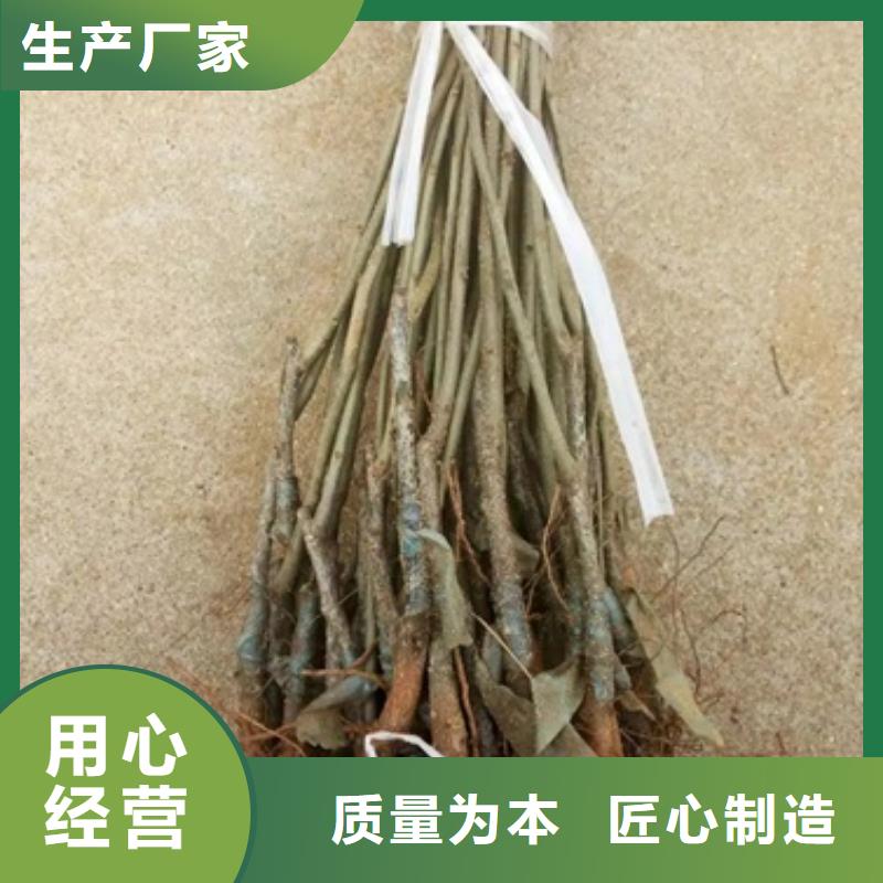 板栗苗桃树苗真材实料诚信经营