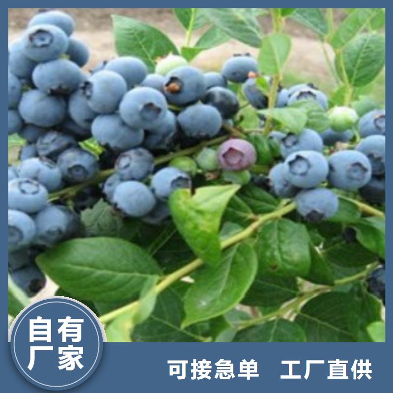 【蓝莓苗-葡萄苗源头厂家供应】
