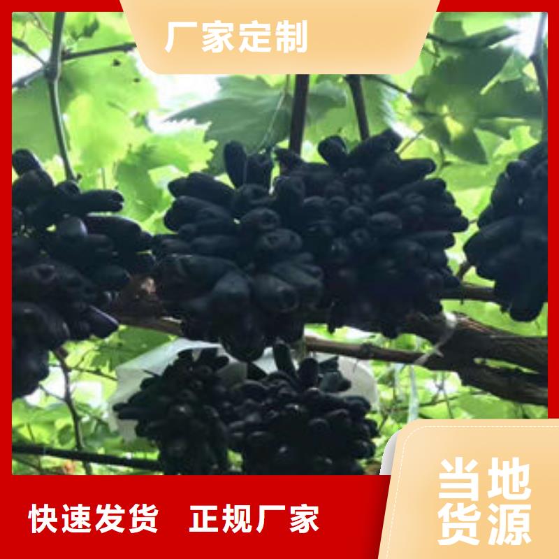 葡萄苗山楂苗全品类现货