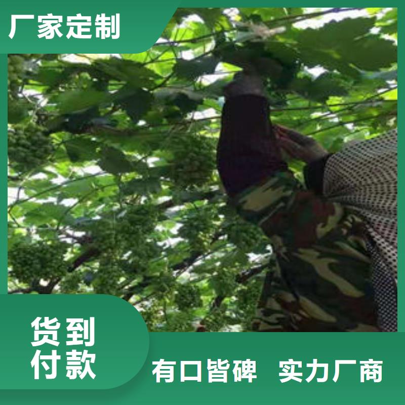 葡萄苗山楂苗全品类现货