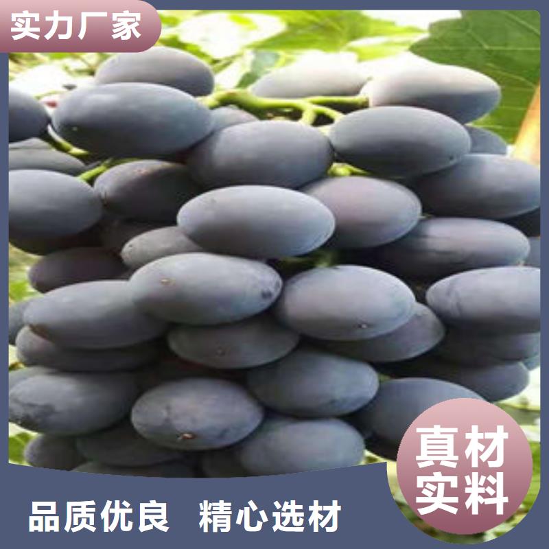 葡萄苗山楂苗全品类现货