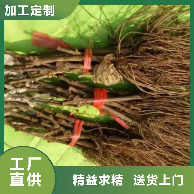 葡萄苗山楂苗全品类现货