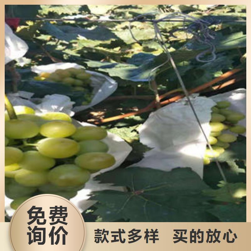 葡萄苗山楂苗全品类现货