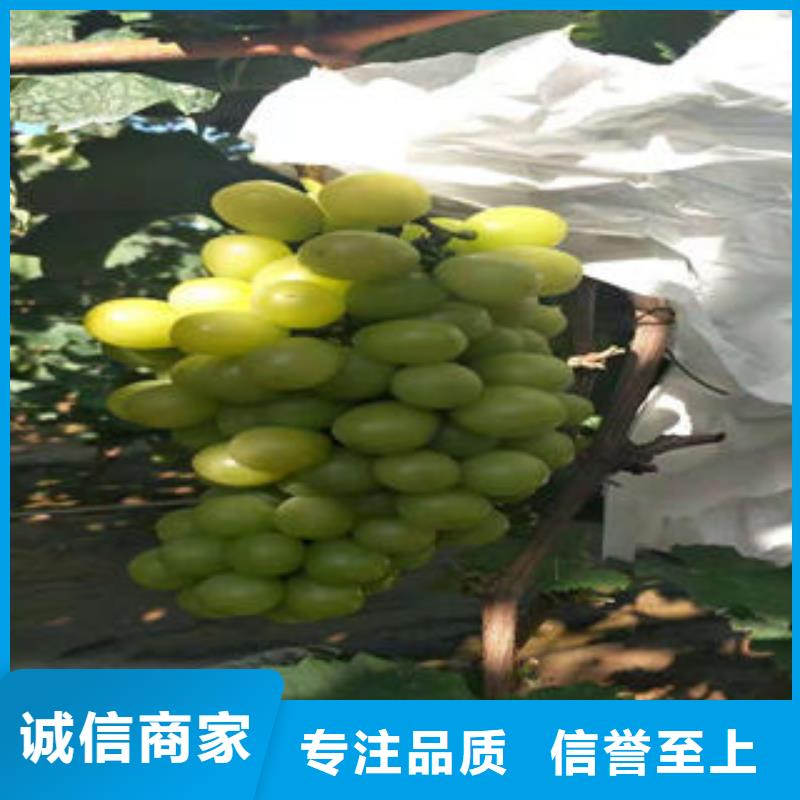 葡萄苗山楂苗全品类现货