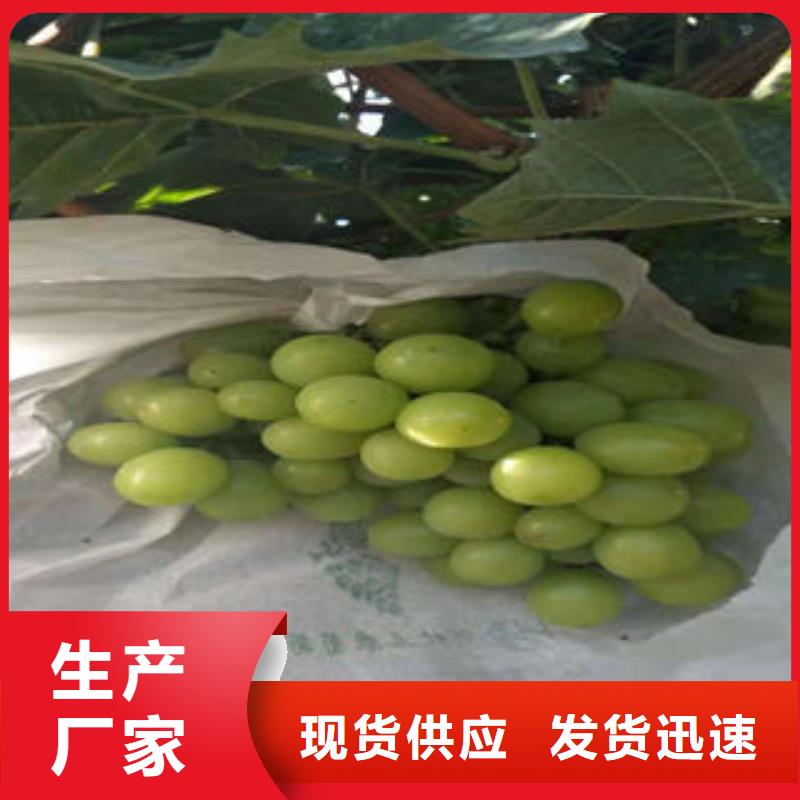 葡萄苗山楂苗全品类现货