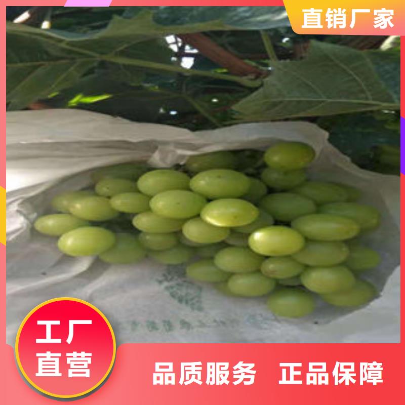 葡萄苗山楂苗全品类现货