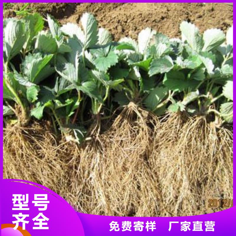 草莓苗-梨树苗厂家精选