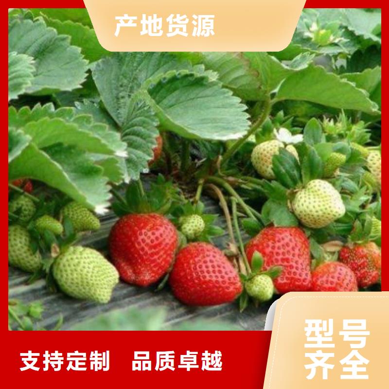 草莓苗-梨树苗厂家精选
