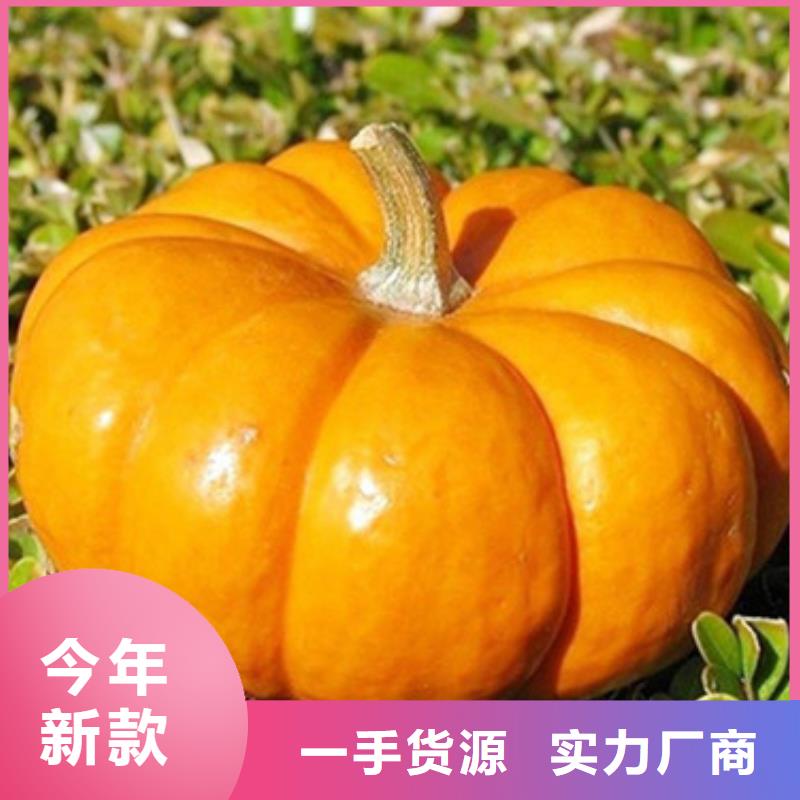 南瓜丁羽衣甘蓝粉品质商家