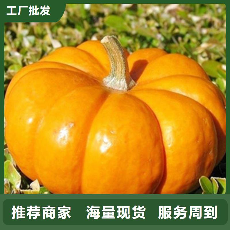 无籽南瓜丁（小金瓜颗粒）山东乐农食品原料供应商
