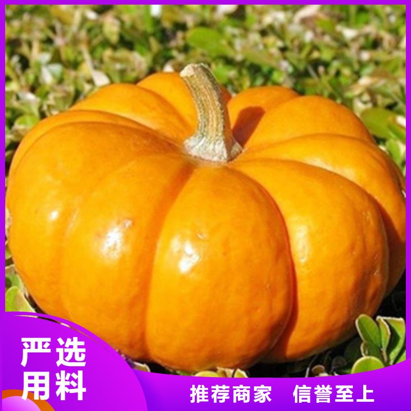 南瓜粒供应
