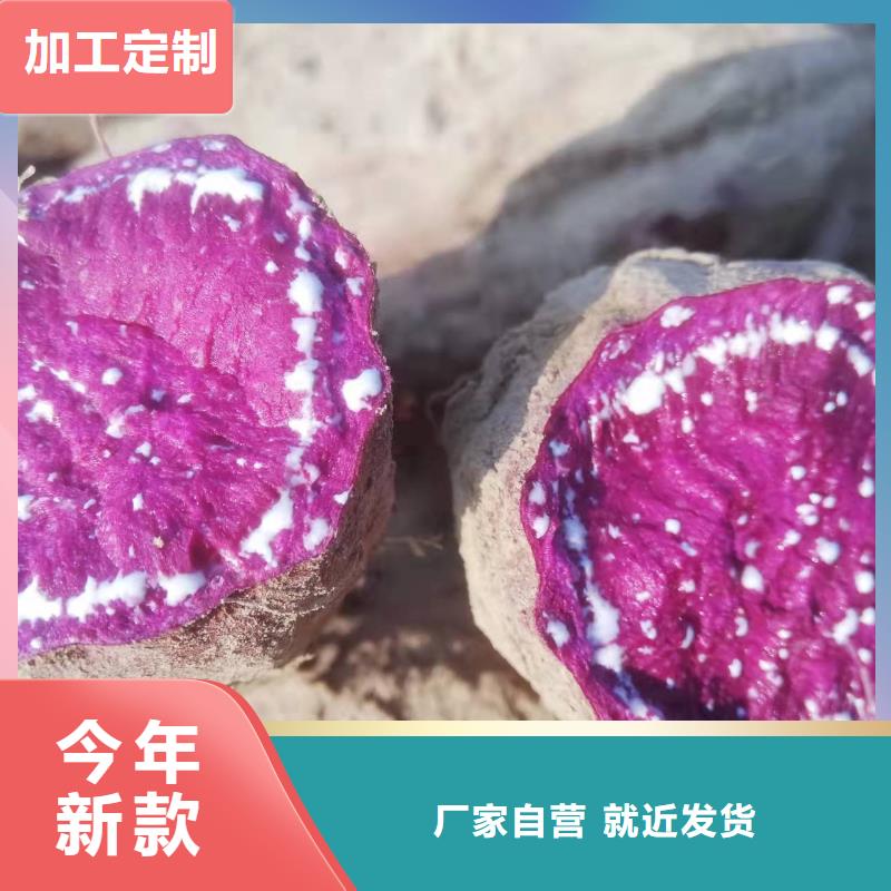 紫甘薯苗销售