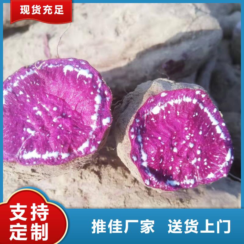 鲜食型紫薯苗保回收