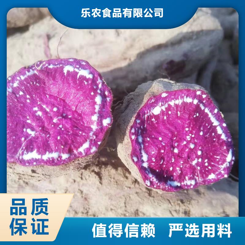 紫薯苗栽培时间