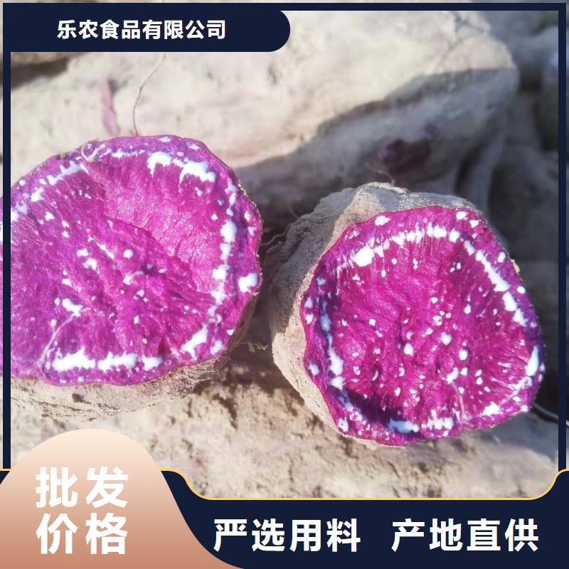 紫甘薯苗种植基地