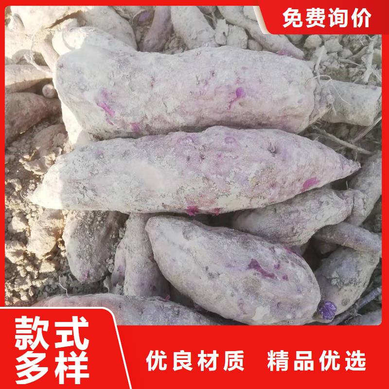 鲜食型紫薯苗保回收