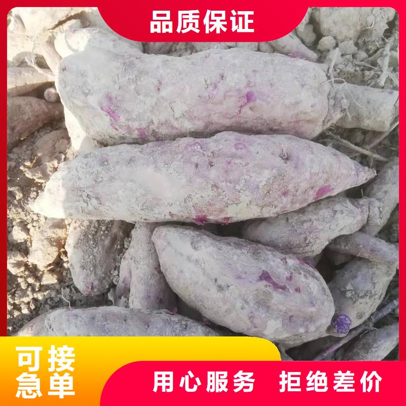 紫薯苗,南瓜粉专注细节使用放心