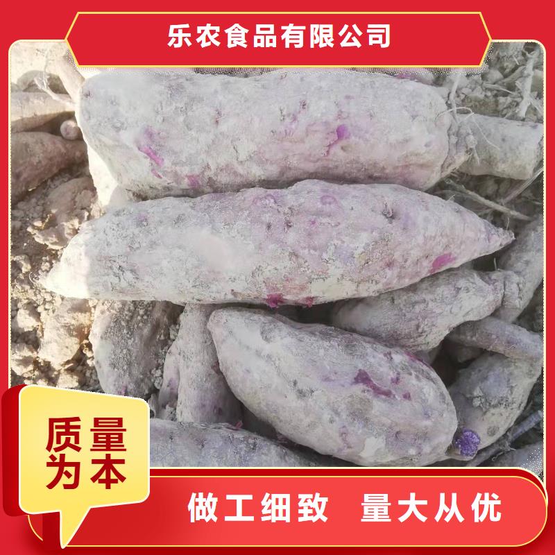 紫地瓜苗子2025新苗上市
