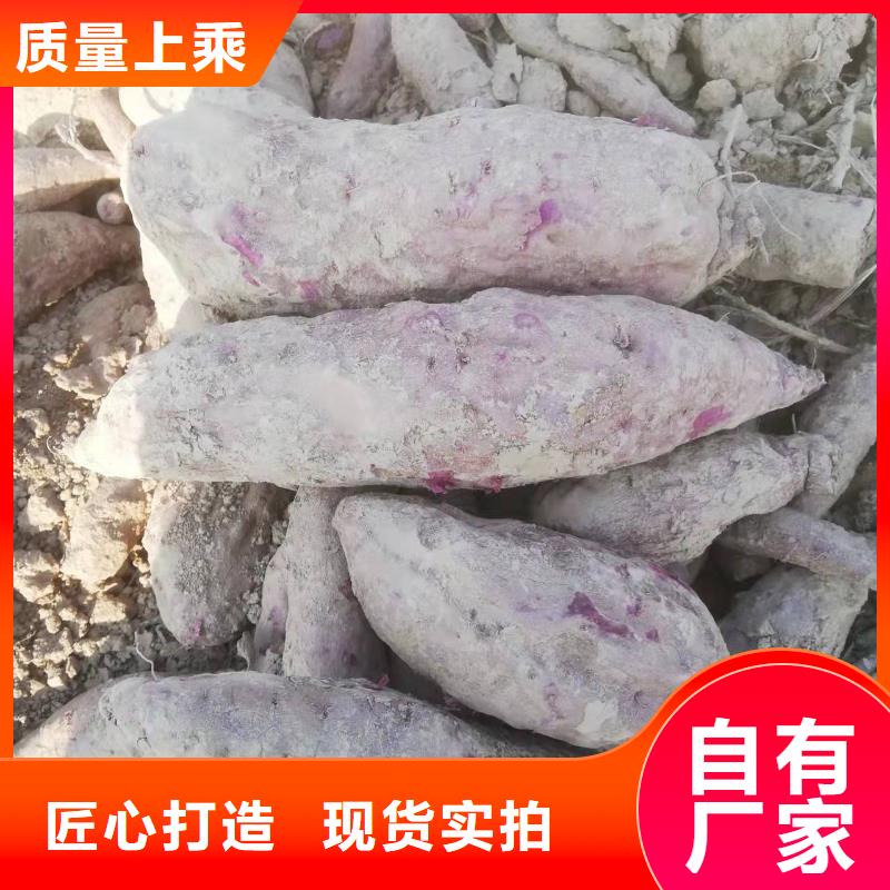 紫薯苗子批发
