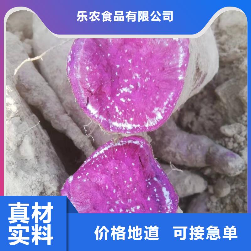 绫紫薯苗基地直销