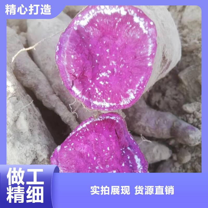 红薯苗（西瓜红）市场报价