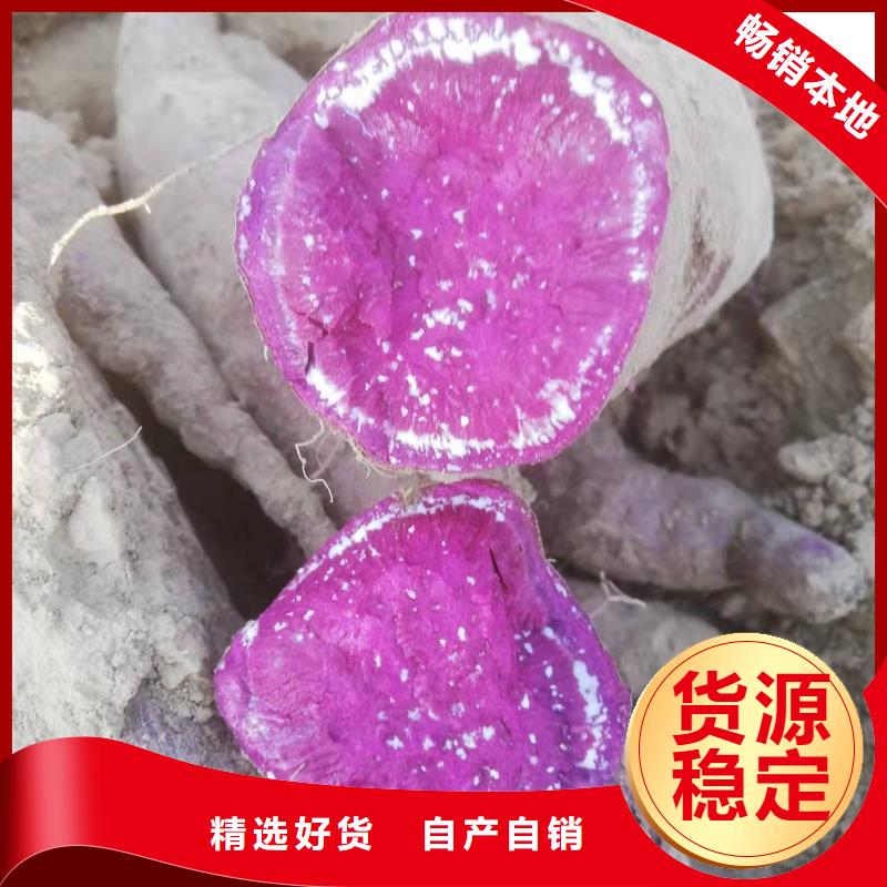 紫地瓜苗批发