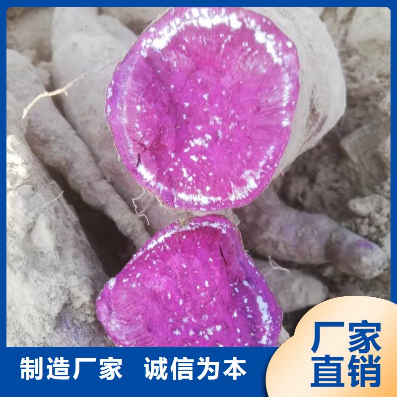 紫薯苗种植基地