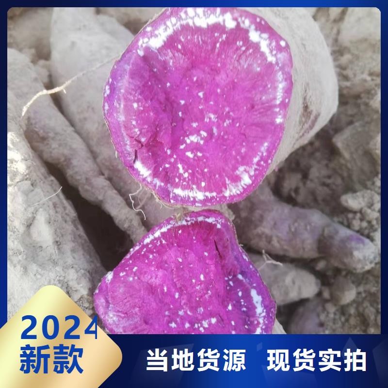 紫薯种子图片