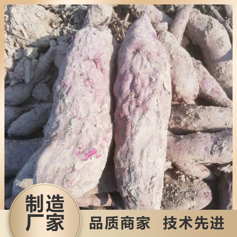 紫薯苗（济黑2号）欢迎致电