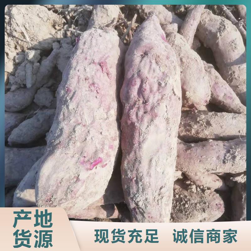紫薯苗紫薯雪花片一对一为您服务