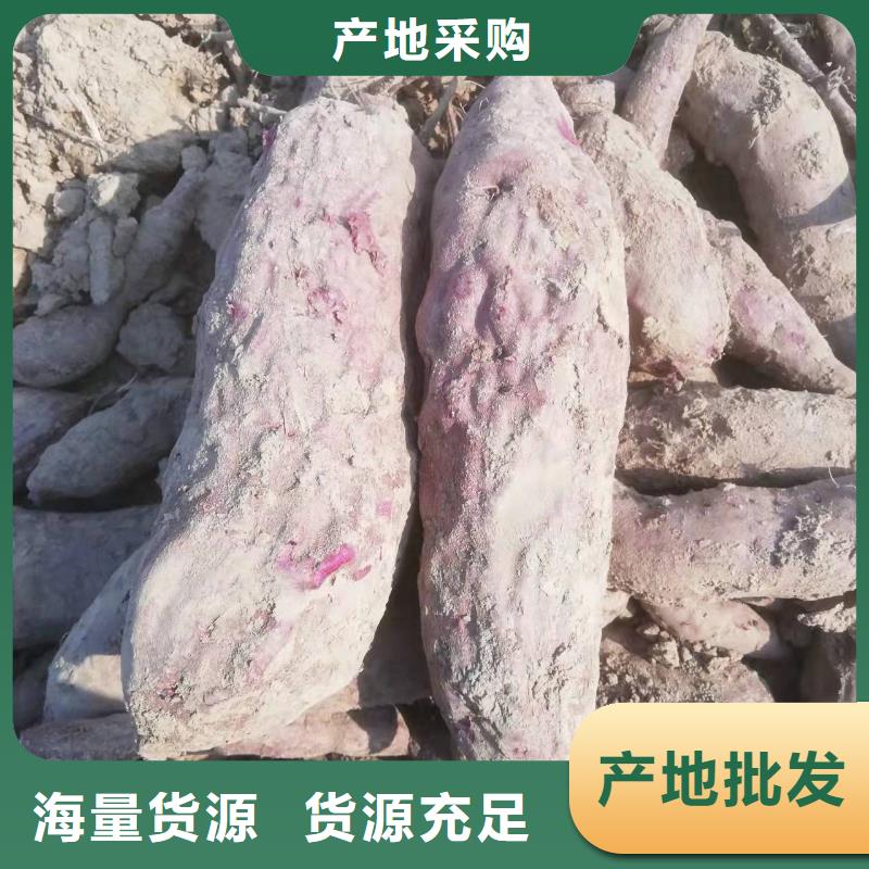 紫薯苗,紫薯粉厂家当日价格