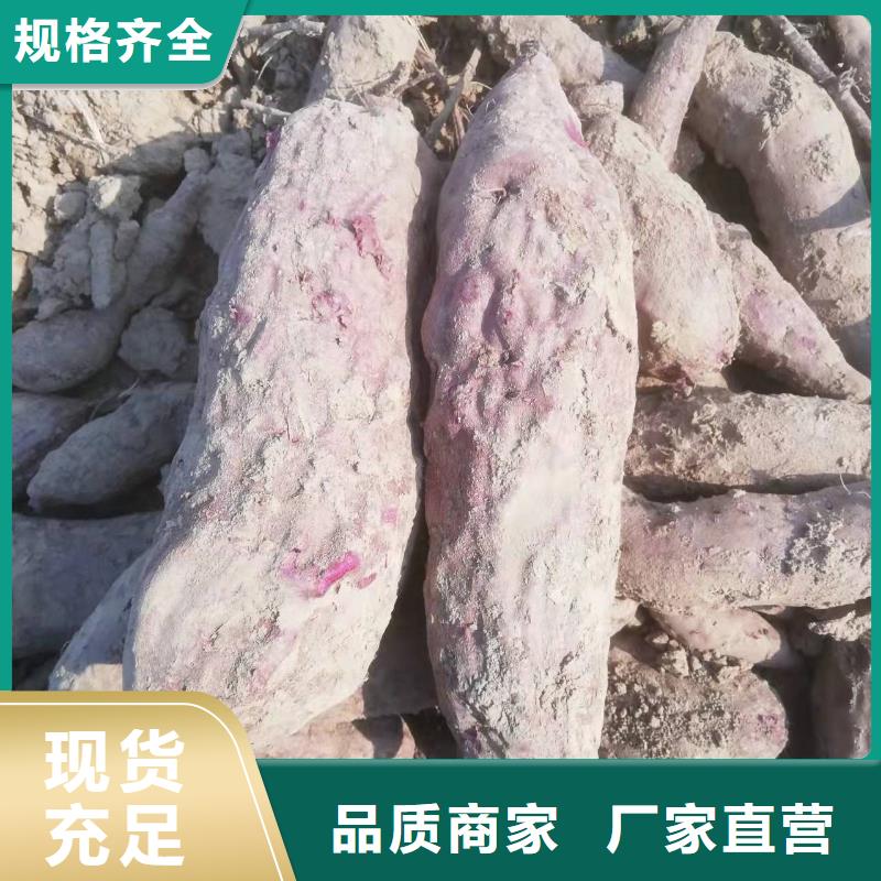 紫地瓜苗报价