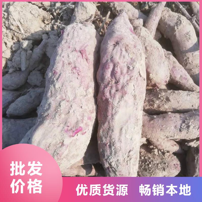 紫薯苗子2025新苗上市