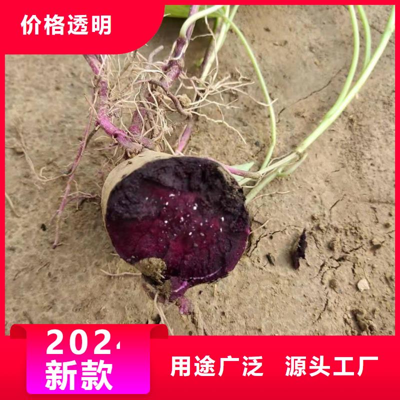 紫甘薯苗销售