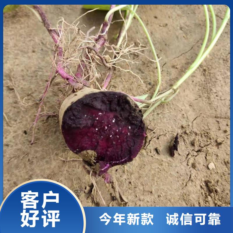 紫薯苗（济黑2号）报价