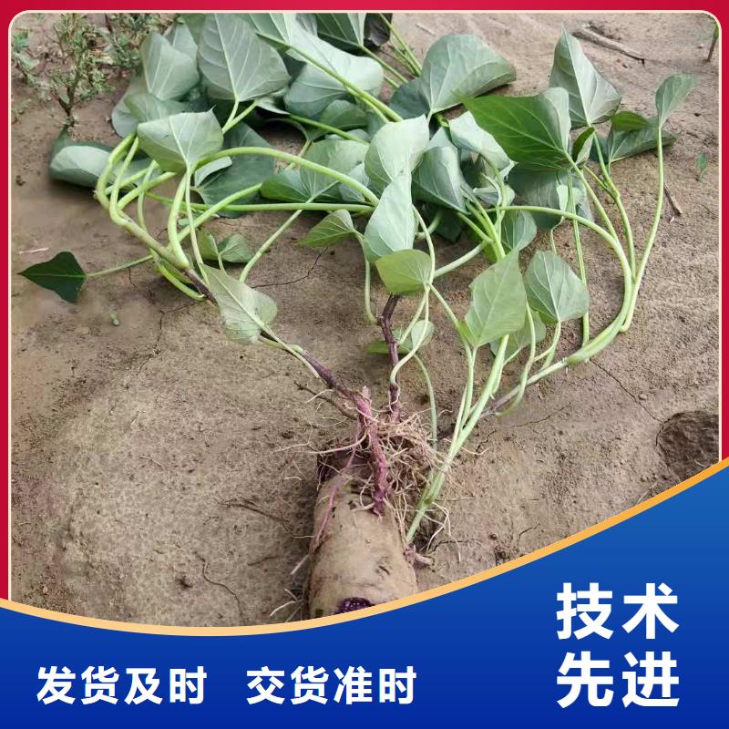 紫地瓜苗销售