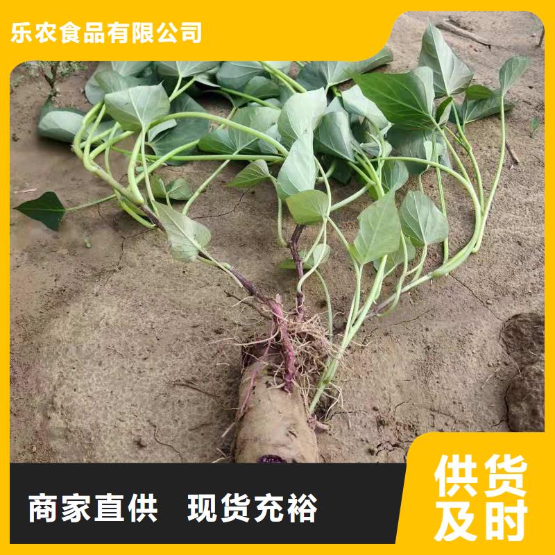 济黑1号紫薯苗价格优惠