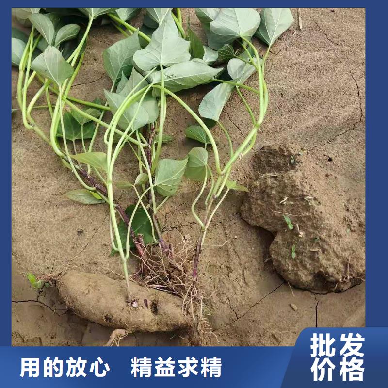 紫地瓜苗种植厂家