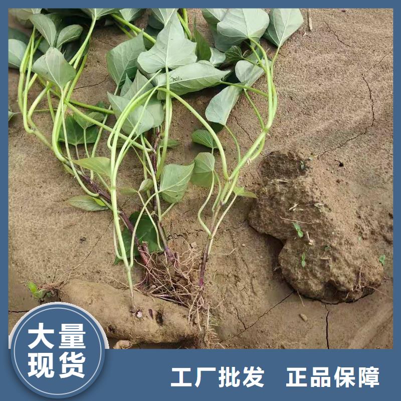 紫地瓜苗批发