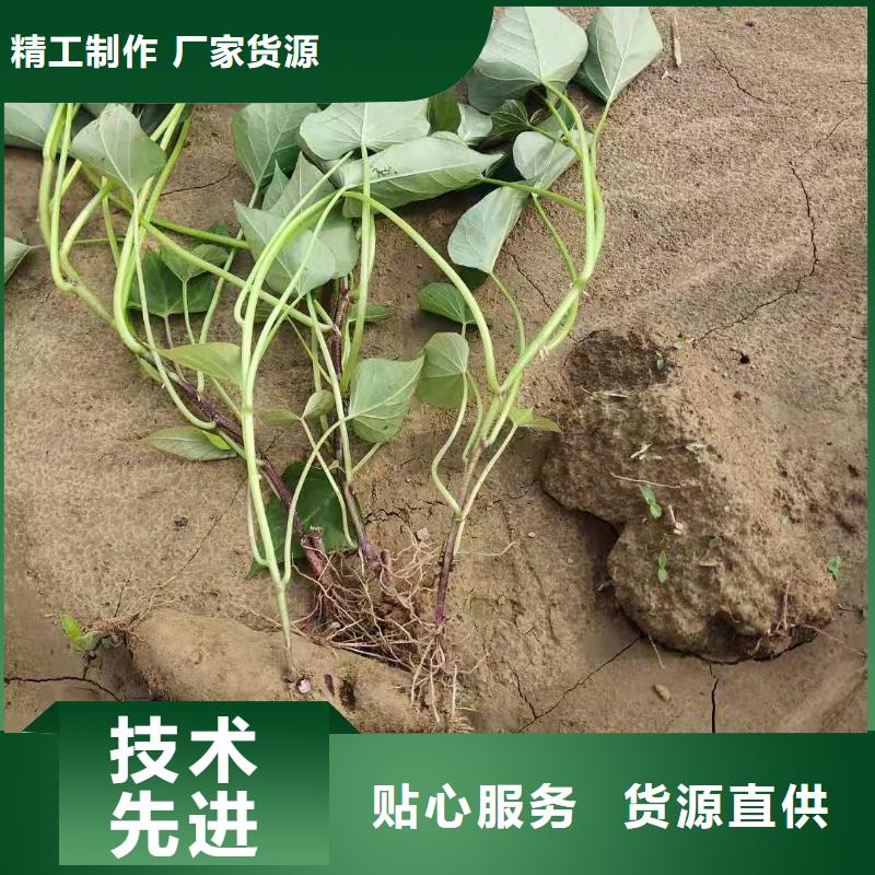脱毒红薯苗（西瓜红）区别