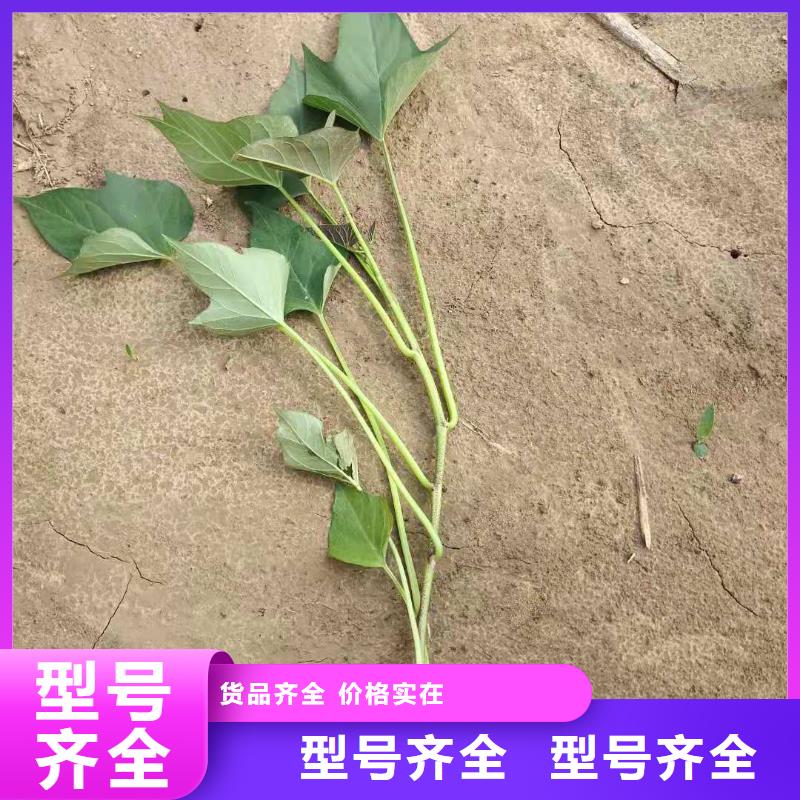 紫地瓜苗怎么培育