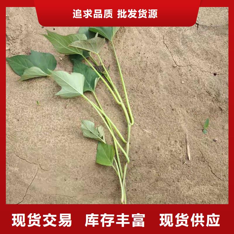 紫地瓜苗厂家价格是多少