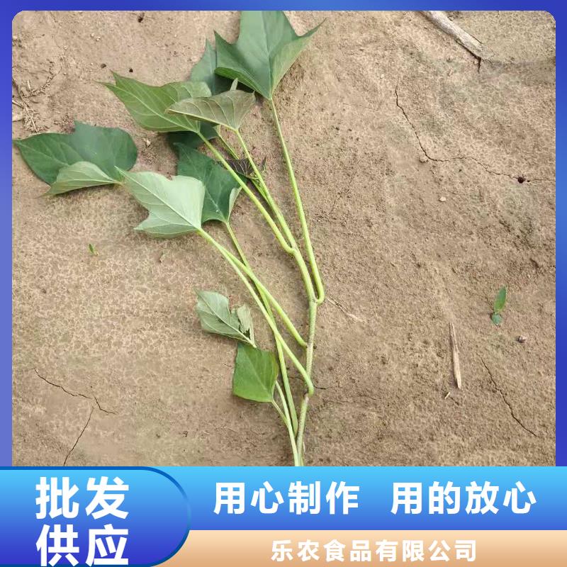 鲜食型紫薯苗报价