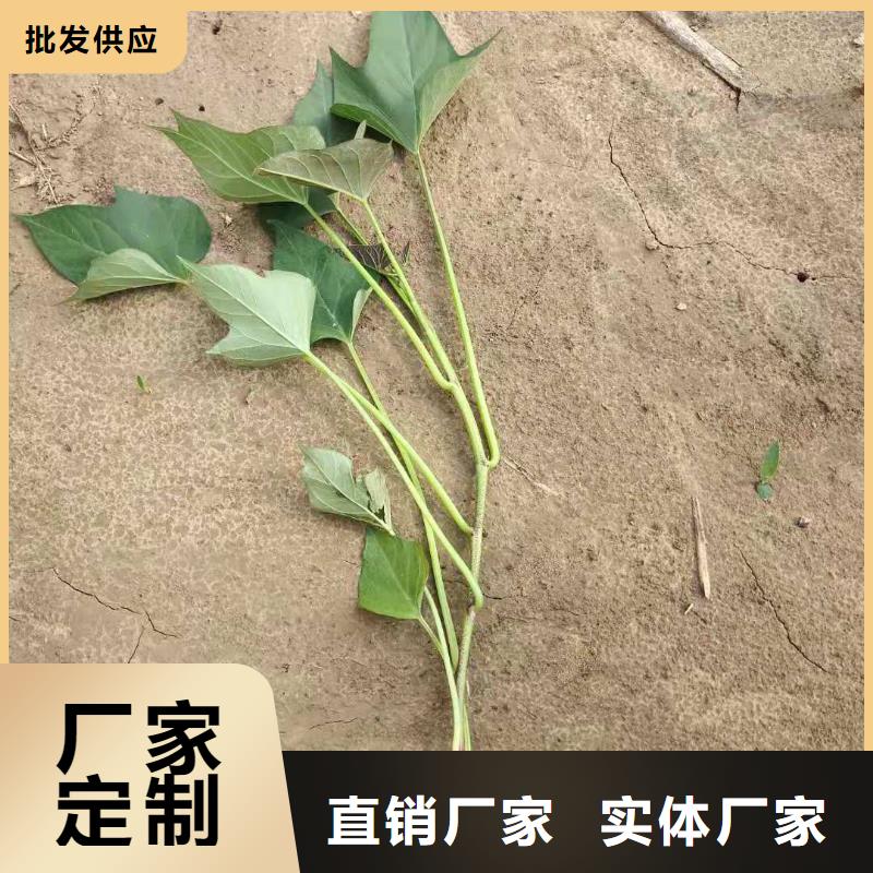 紫薯苗（春薯苗）种植基地